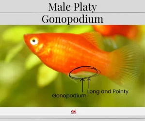 platy.webp
