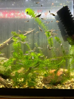 55 Gallon Minnow Tank.webp