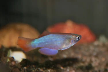 similis muyulaf3a.webp
