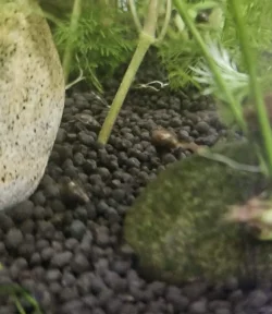 bladder snails.webp