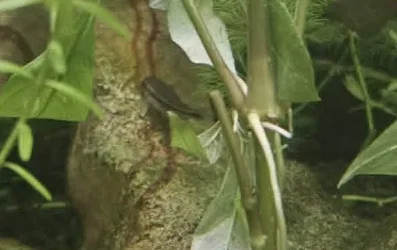 pygmy cory.webp