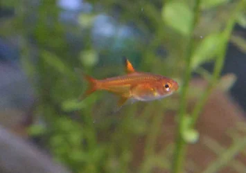 Ember Tetra.webp