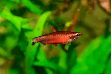 DSC_0745 a small.webp
