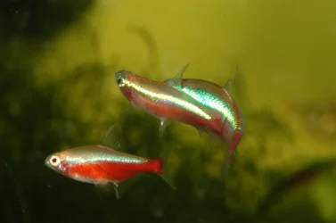 Cardinal tetra  014 - kopie.webp