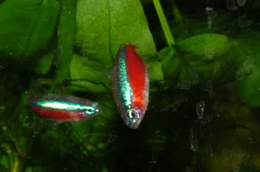 Cardinal tetra  019 - kopie.webp
