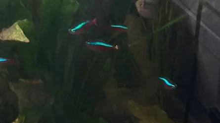 spot on Cardinals tail.webp