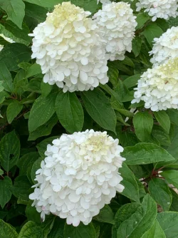 IMG_1480.webp IMG_1480.webp