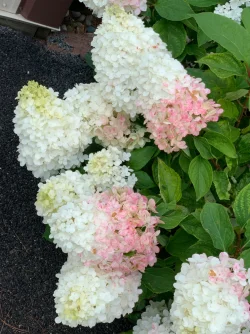 IMG_1479.webp IMG_1479.webp