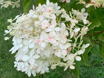 IMG_1477.webp IMG_1477.webp