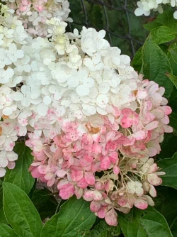 IMG_1476.webp IMG_1476.webp