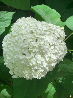 IMG_0907.webp IMG_0907.webp