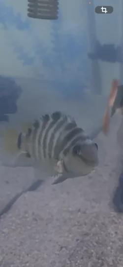 Convict Cichlid Fungus.webp Convict Cichlid Fungus.webp