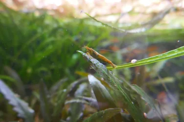 brown shrimp.webp