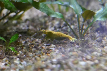 Shrimp.webp