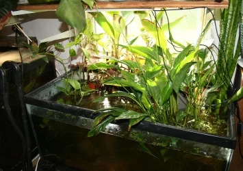 swamptank.webp