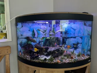 tank.webp