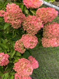 IMG_1747.webp IMG_1747.webp
