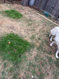 lawn.webp lawn.webp
