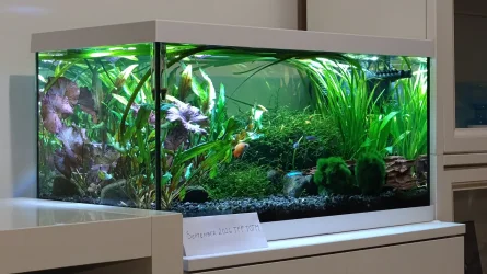 ENTER NOW: September 2026 Tank of the Month Contest (16 gallons and smaller)