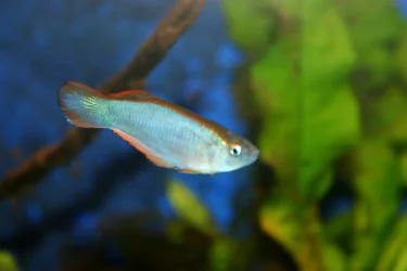similis kumbe1.webp