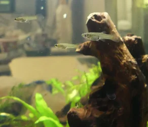 3guppies.webp