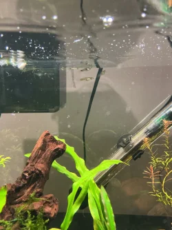 guppy.webp