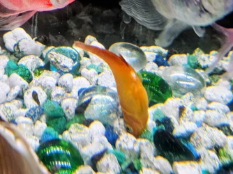 fish.webp