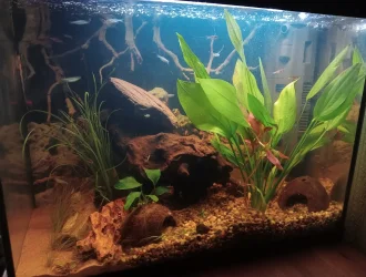 ENTER NOW: October 2026 Tank of the Month Contest (17-30 US Gallons)