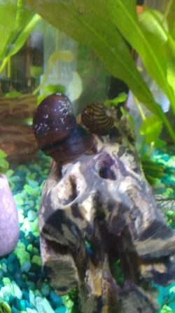 snailstackB.webp