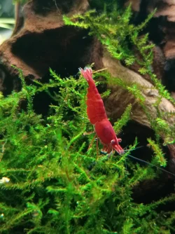 shrimpband3.webp