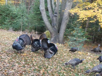 P1010656.webp