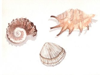 Shells.jpg