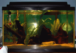 10g2.gif