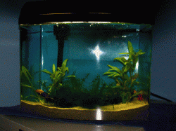 6g2.gif