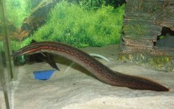 fireeel.jpg