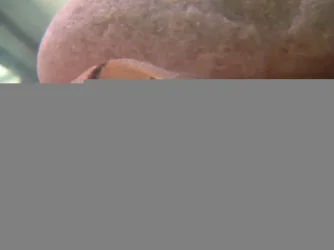 DSCF0084.webp