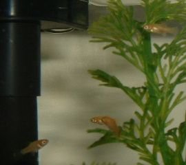 Platy_Fry_Group.JPG
