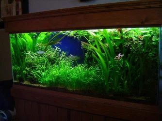 tankview.webp