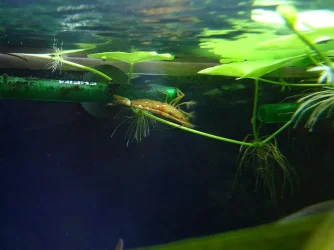 shrimp_filterfeed.webp