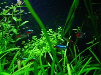 newplant_rumy_neon.webp