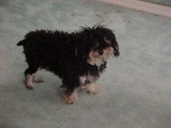 dog2.webp