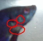 Parasitic_fishy.webp