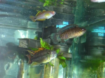 JMB_s_tank_012.webp