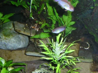 JMB_s_tank_023.webp