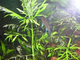 JMB_s_tank_026.webp