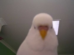 twit3.jpg