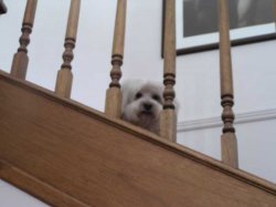 montstairs2.jpg
