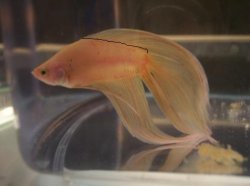 dorsal.JPG