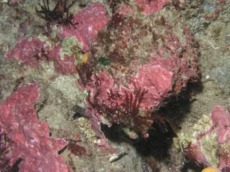 rocks.webp