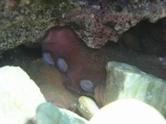 Octopus_Hiding.webp